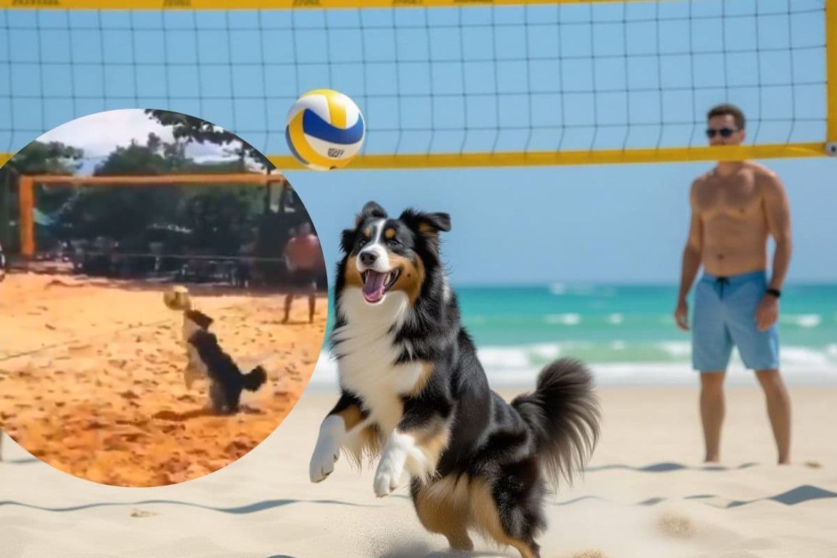 Viral Video: वॉलीबॉल का चैंपियन निकला यह कुत्ता, देखकर भी आंखों पर नहीं होगा यकीन, वायरल हो रहा वीडियो