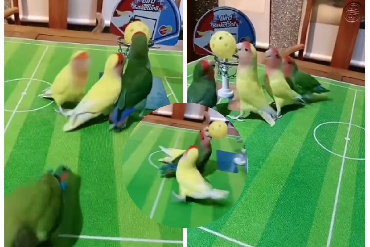 Viral Video: लवबर्ड का अनोखा बास्केटबॉल चैंपियनशिप, दिल को छू लेगा यह वायरल वीडियो