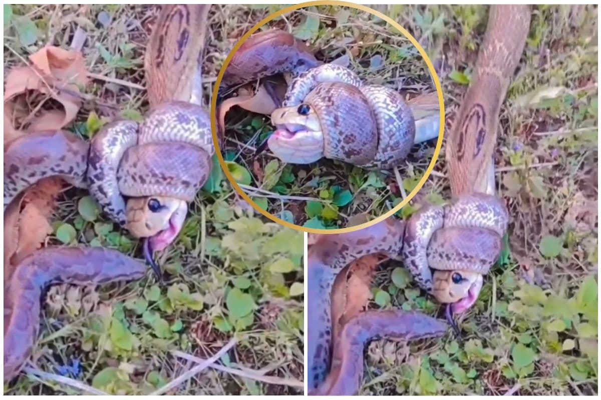 Viral Video: कोबरा और अजगर की भयंकर लड़ाई, वीडियो देखकर कांप जाएगा दिल