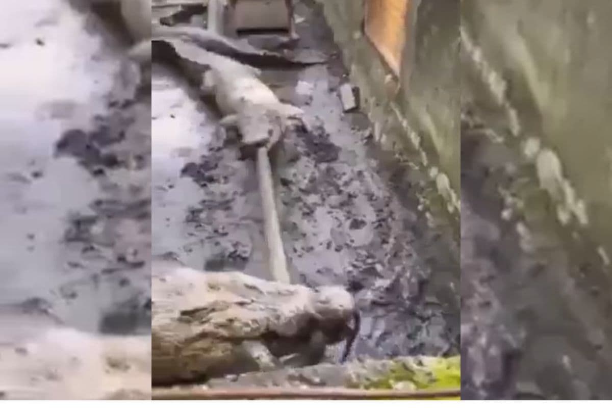 Viral Video: मगरमच्छ के बाड़े में घुस गया सांप, फिर जो हुआ… वायरल हो रहा वीडियो