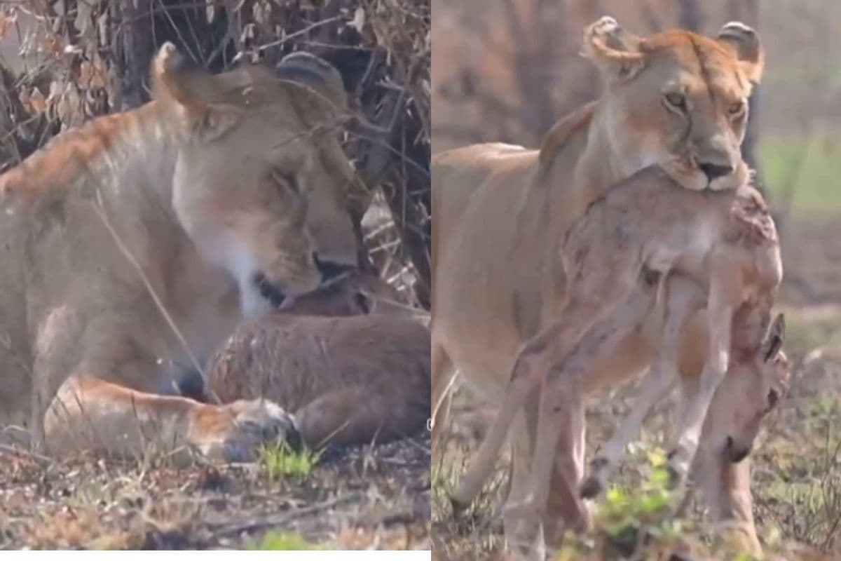 Viral Video: हिरण के बच्चे पर शेरनी ने लुटाई ममता, वीडियो देख आश्चर्य से चौड़ी हो जाएंगी आंखें, वायरल हो रहा वीडियो