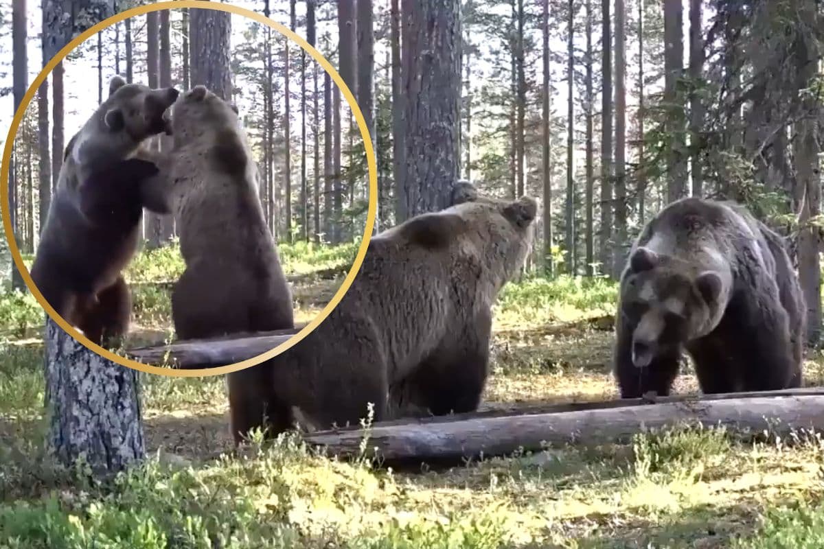 Viral Video: दो जंगली भालुओं में छिड़ी भयंकर जंग, दोनों ने दिखाई ताकत, जानिए कौन बना विजेता?