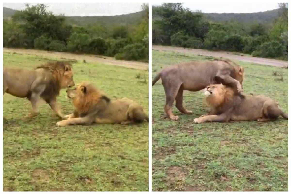 Viral Video: ‘जय-वीरू’ से कम नहीं इन दो बब्बर शेरों की यारी, इंटरनेट पर हो रही दोस्ती की चर्चा