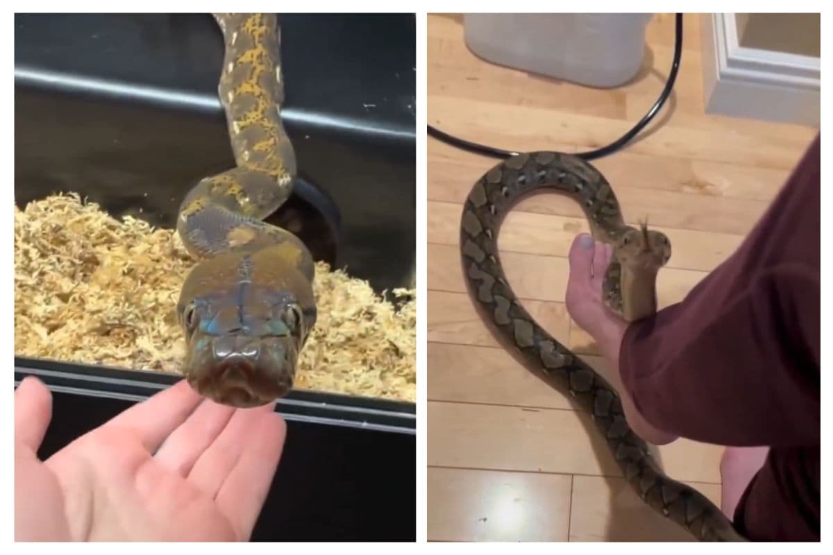 Viral Video: सांप की फुफकार ही नहीं आवाज भी है खतरनाक, वीडियो देख कांप जाएगा कलेजा