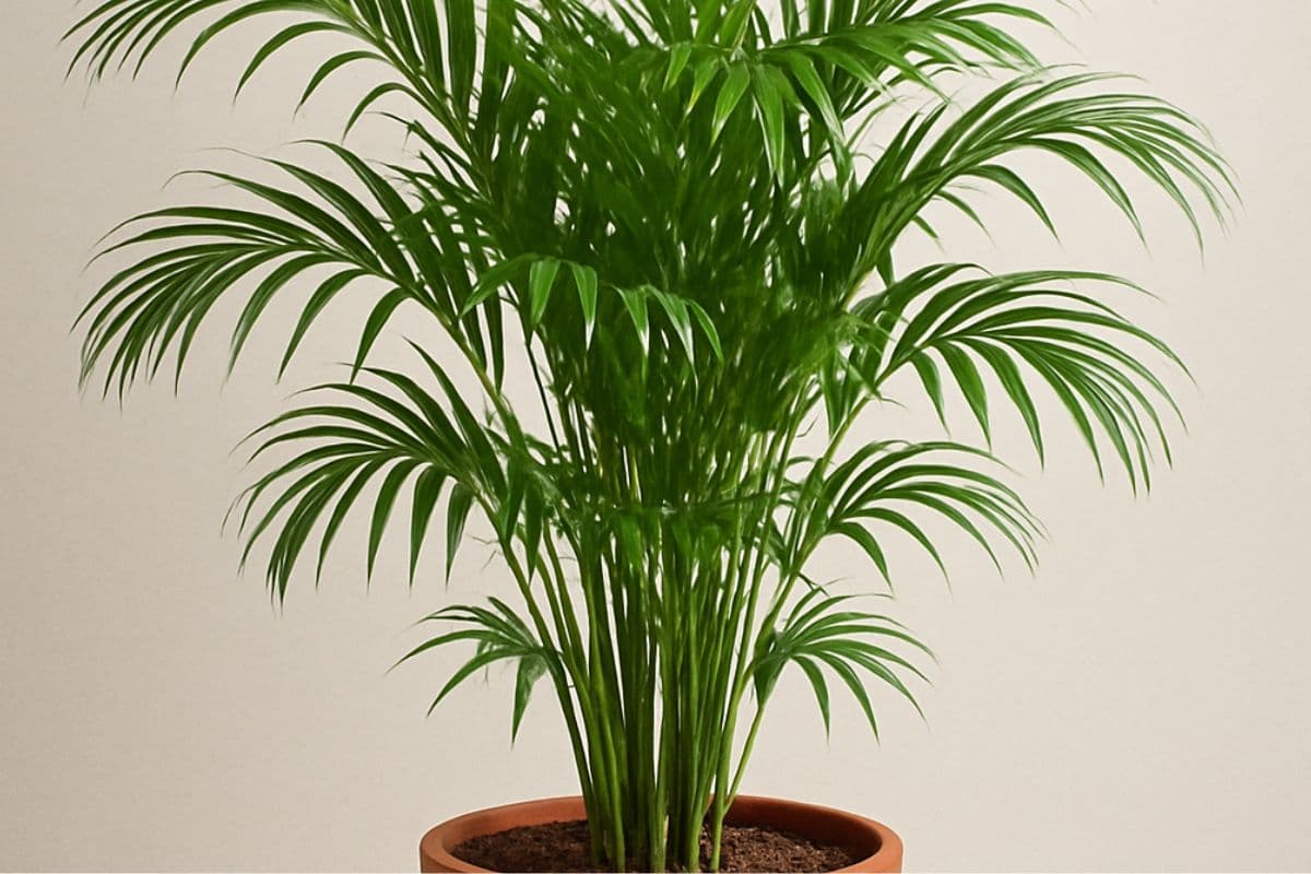 Beautiful Plants for Home: areca palm