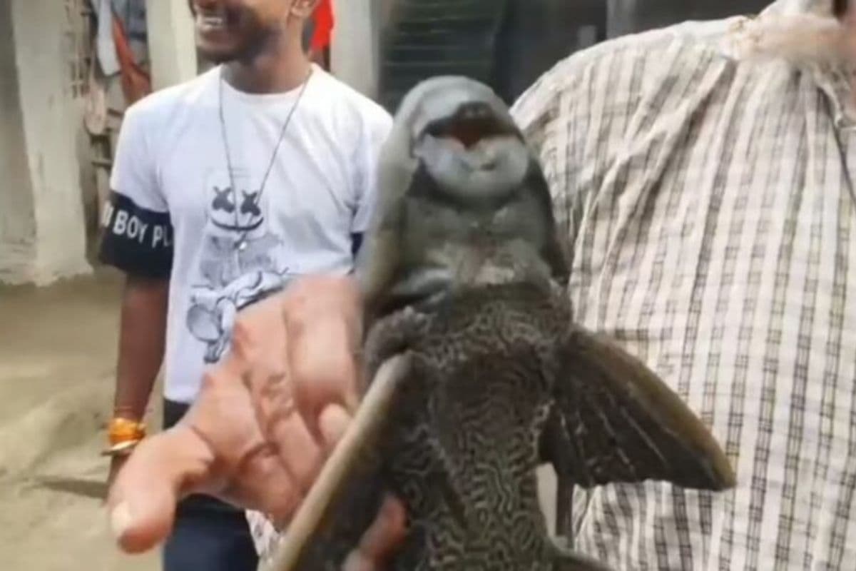 बाढ़ में बह कर बिहार पहुंची अमेरिका की ये कैटफिश, अनोखी डिजाइन लोगों को कर रही हैरान