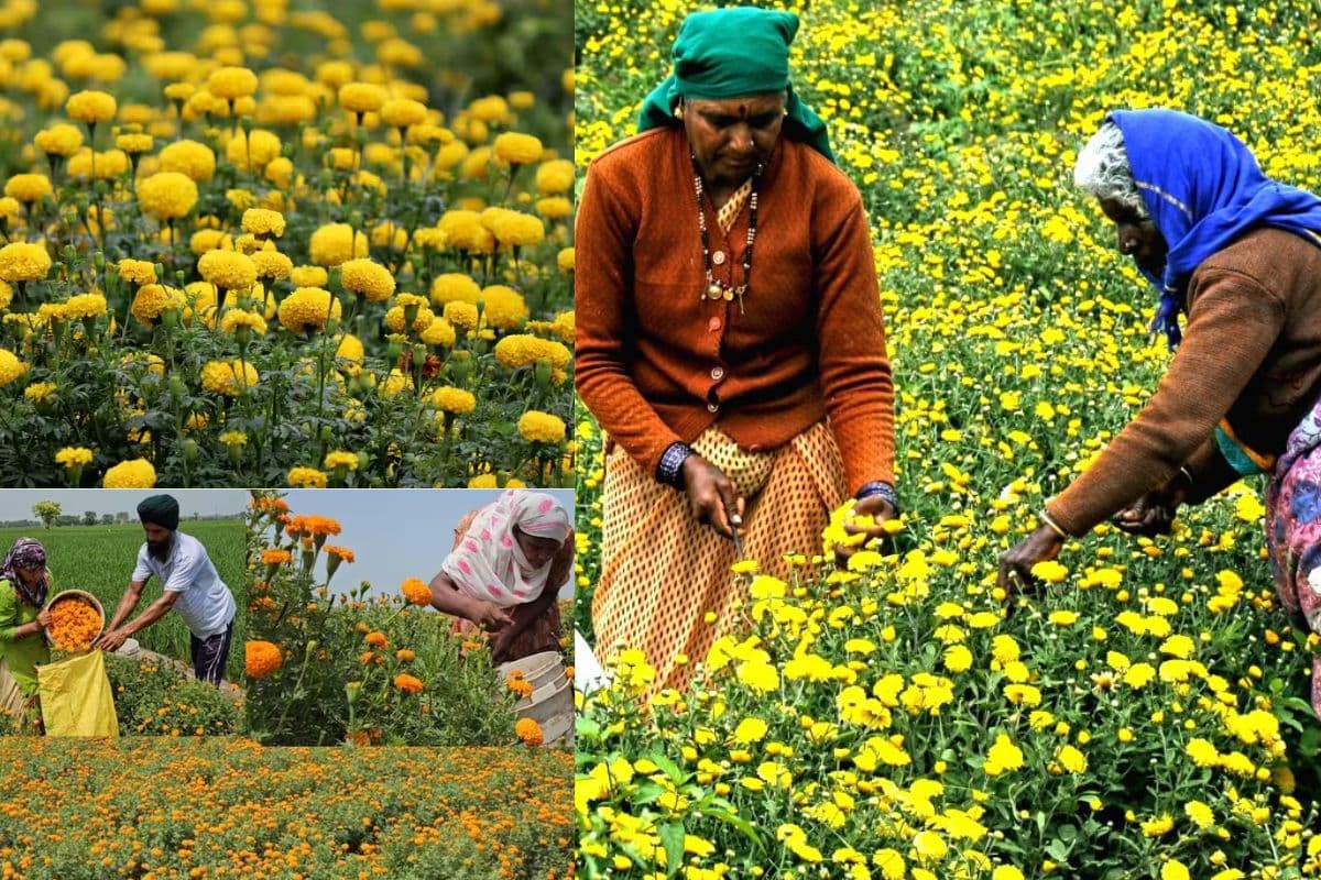 Bihar News: बिहार में गेंदा की खेती कर के भरपूर कमाई करेंगे किसान, सरकार करेगी ये आर्थिक मदद