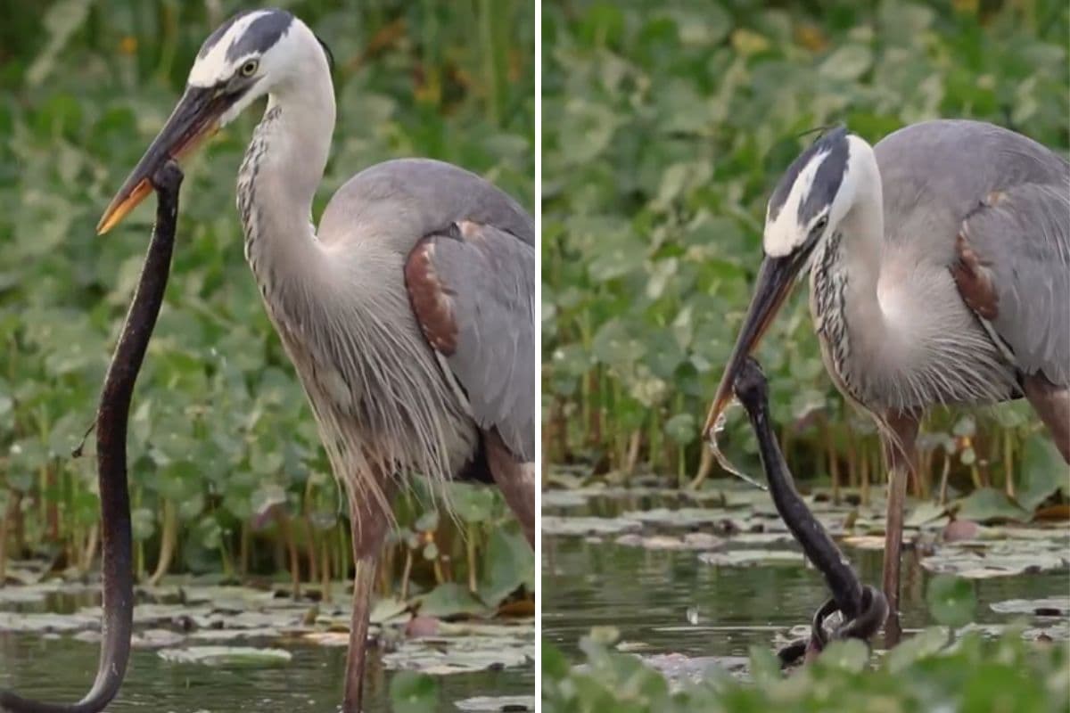 Viral Video: मछली पकड़ रहा था ब्लू हेरॉन, मुंह में आ गया सांप, फिर क्या हुआ.. वीडियो देखकर नहीं होगा यकीन