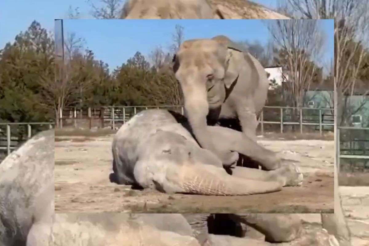 Viral Video: हाथी की मौत देख रो पड़ी हथिनी, भावुक कर देगा यह वायरल वीडियो