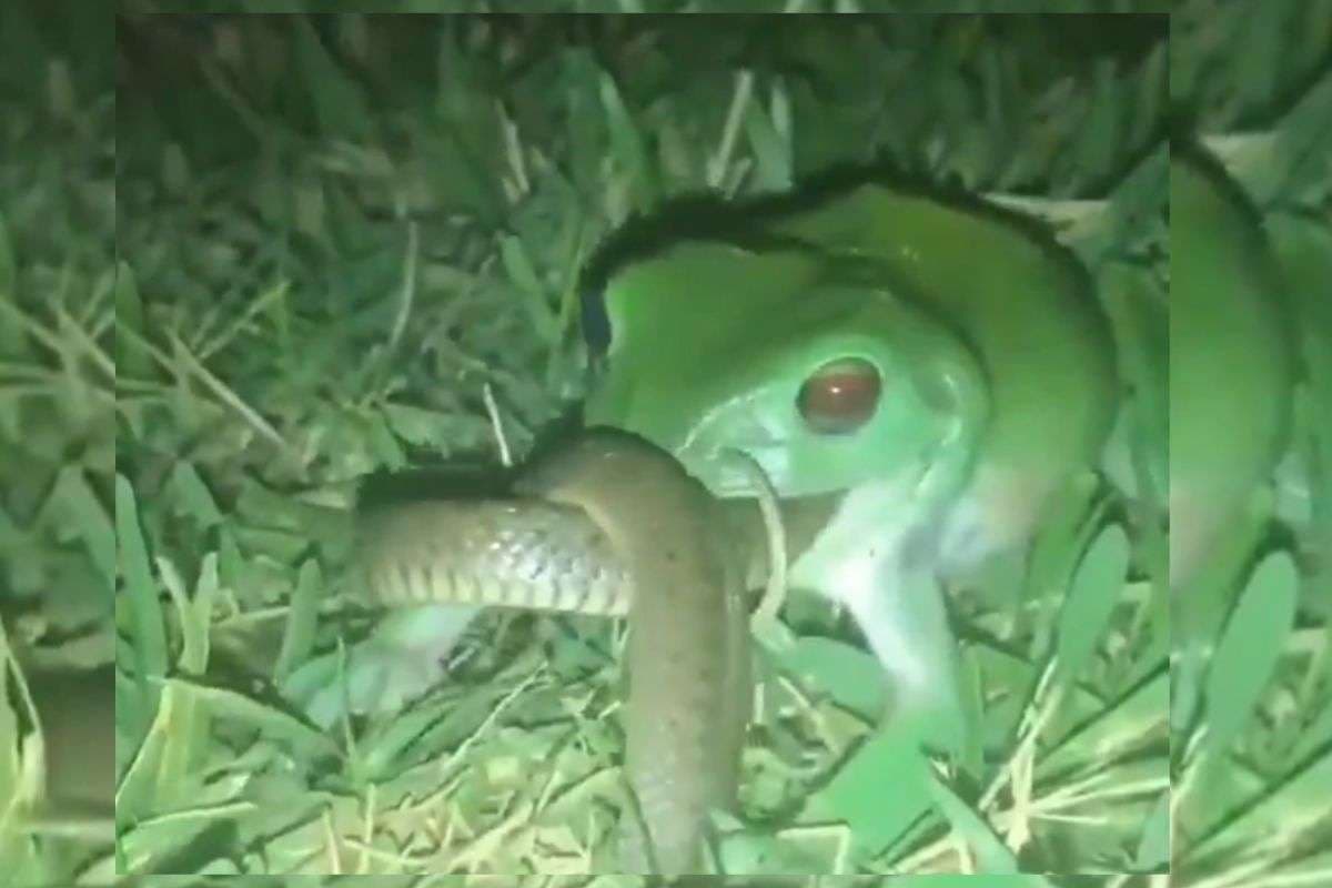 Viral Video: दिल दहला देगा यह दृश्य! मेंढक ने खा लिया जिंदा सांप, वायरल वीडियो देखकर उड़ जाएंगे होश