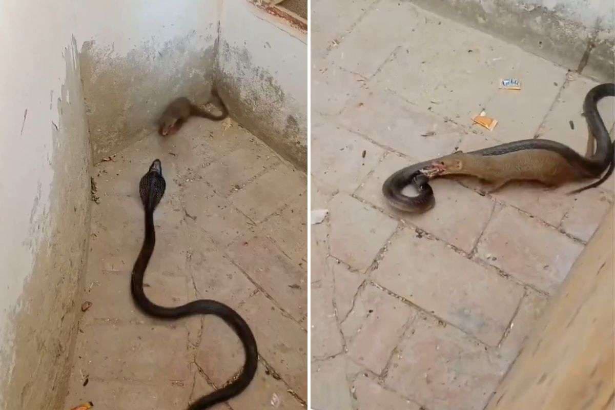 Viral Video: कौन बड़ा सूरमा! सांप और नेवले की खूनी जंग, 33 सेकंड का वीडियो देख कांप जाएगा कलेजा