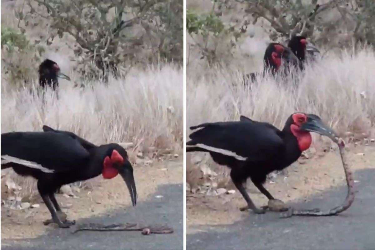 Viral Video: जहरीले सांपों को नूडल्स की तरह खाता है यह पक्षी, हैरान कर देगा वीडियो