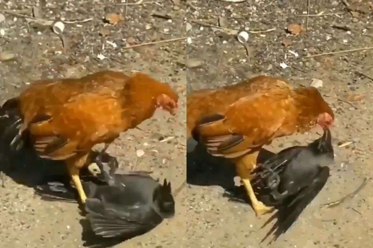 Viral Video: कांव-कांव कर रहा था कौवा, मुर्गी को आ गया गुस्सा, पटक-पटक कर मारा, वीडियो हो रहा वायरल