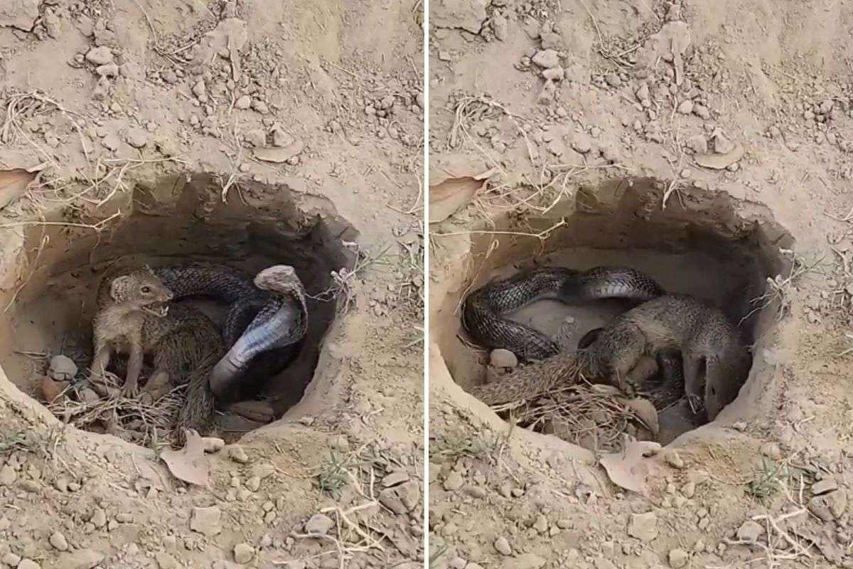 Viral Video: एक गड्ढे में फंसे सांप और नेवला, शुरू हो गई खूनी जंग, देखें दिल दहला देने वाला वीडियो