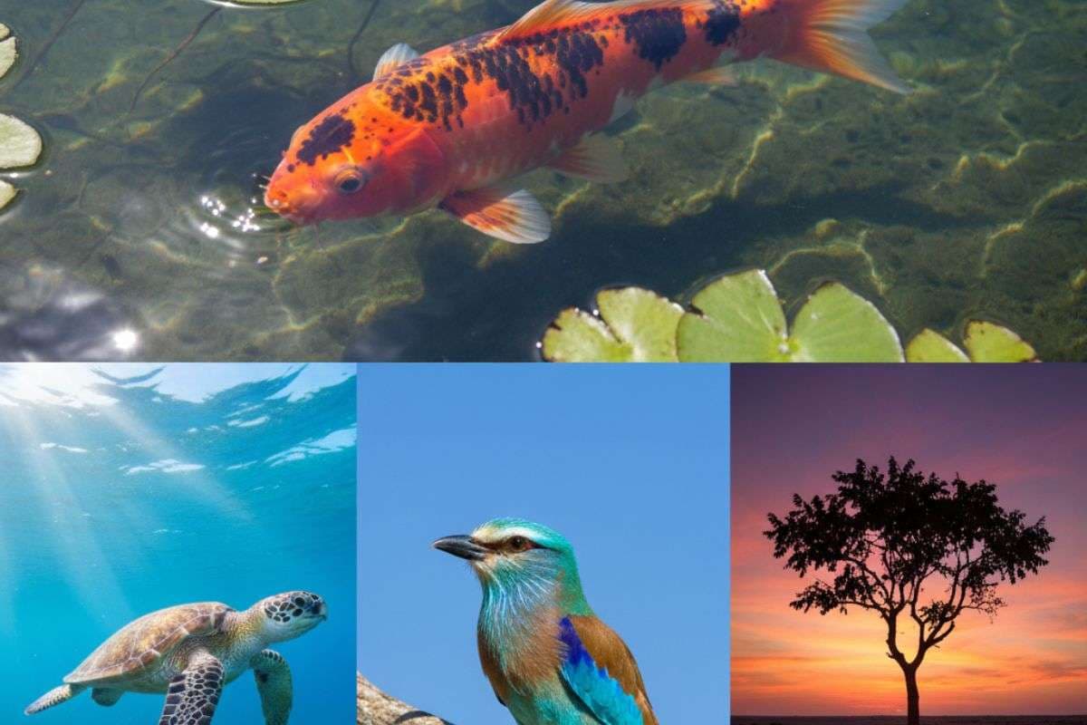 Dussehra 2025: दशहरा के दिन ये 5 चीजें देती हैं गुडलक का संदेश, जानिए आज इसे देखना क्यों माना जाता है खास