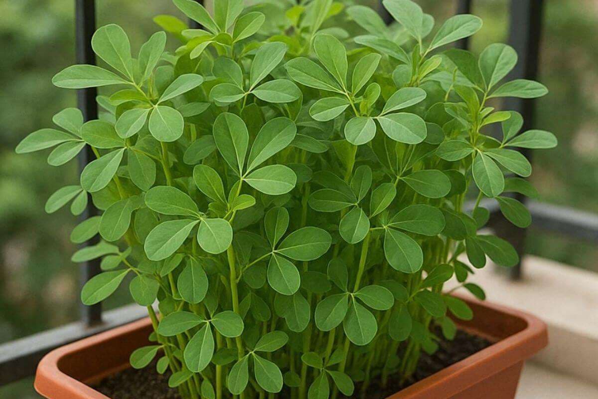 methi plant image