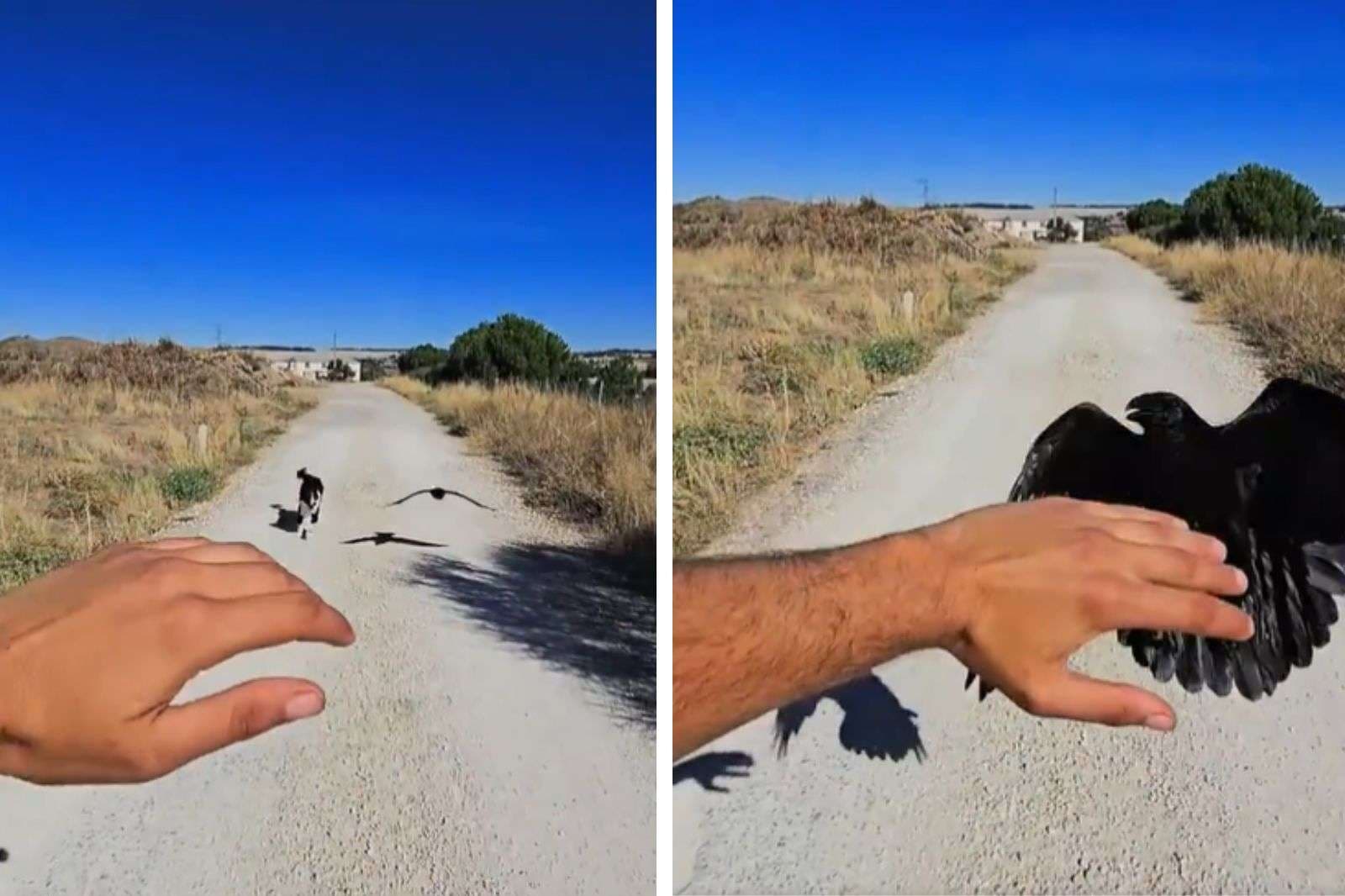 Viral Video: कौवे की उड़ान या कुत्ते की रफ्तार, कौन है ज्यादा तेज? वीडियो देखकर नहीं होगा यकीन