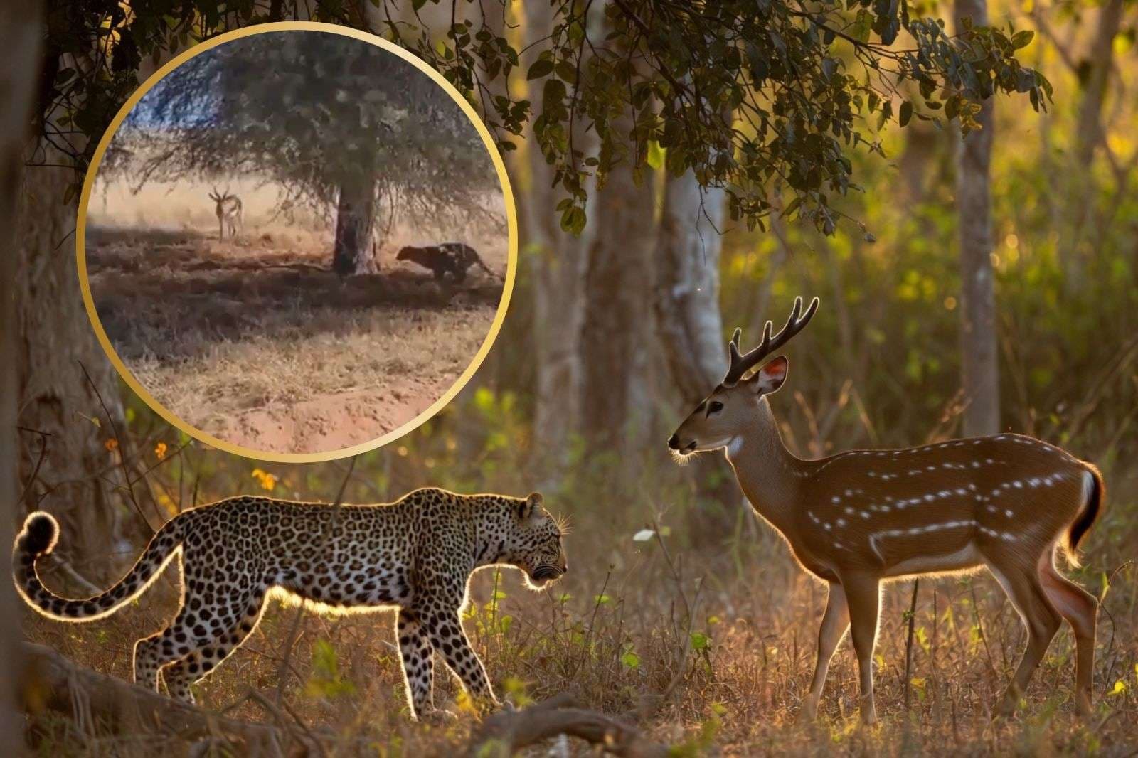 Viral Video: घात लगाकर हिरण के करीब पहुंचा तेंदुआ, संभलने से पहले कर लिया शिकार, वायरल वीडियो देख फटी रह जाएगी आंखें