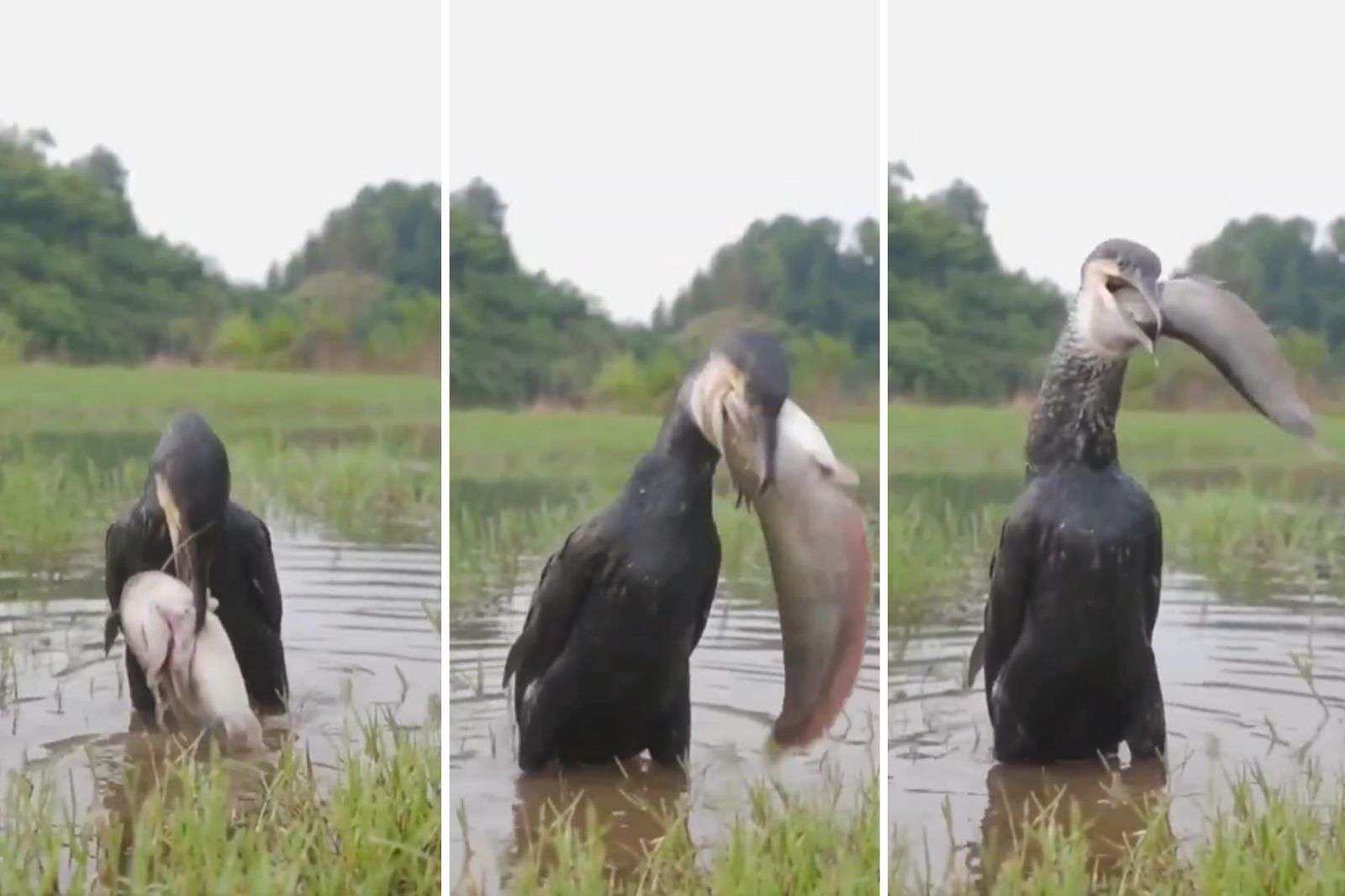 Viral Video: नहीं देखा होगा ऐसा वीडियो, इतनी बड़ी मछली को निगल गया यह पक्षी, ट्रेंड कर रहा वीडियो