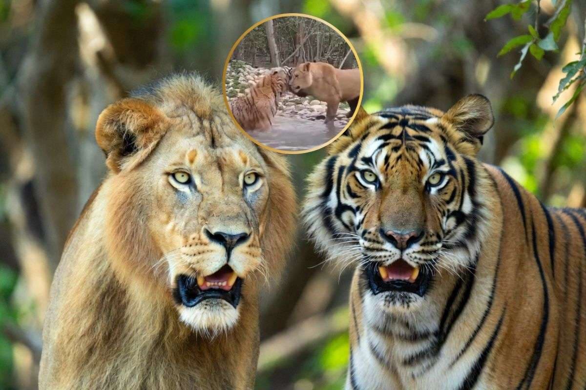 Viral Video: ‘ये दोस्ती हम नहीं तोड़ेंगे…’ इन दोनों की यारी देख आंखों पर नहीं होगी यकीन, वायरल हो रहा वीडियो