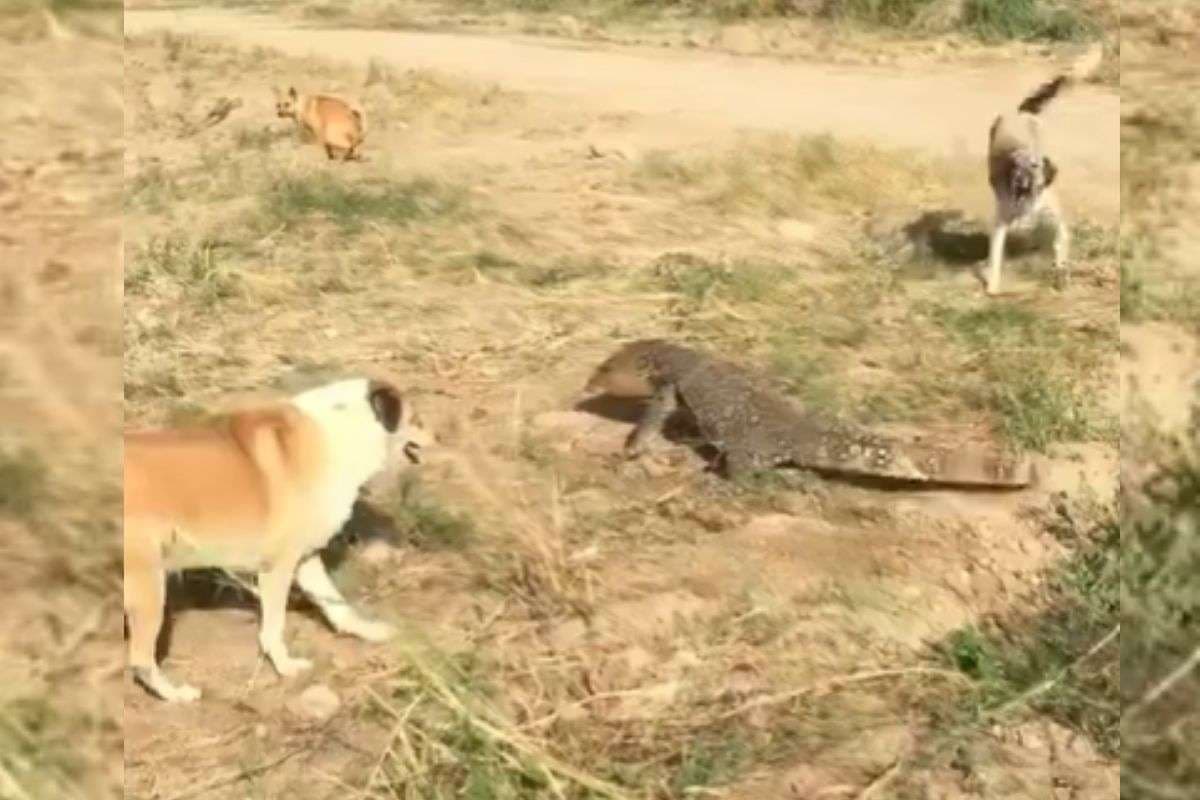 Viral Video: अकेली छिपकली ने 4 कुत्तों को पिला दिया पानी, 18 सेकंड का वीडियो देख नहीं रुकेगी हंसी