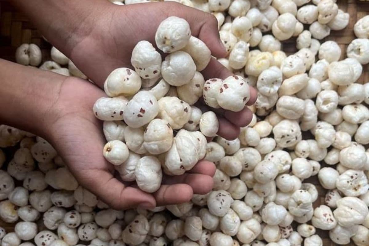 Makhana Benefits: क्या आप भी गलत तरीके से खा रहे हैं मखाना? हड्डियों की मजबूती के लिए आज ही जान लें सही तरीका