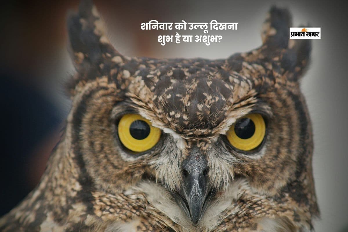 Saturday Beliefs: शनिवार को उल्लू दिखे तो घबराएं नहीं, जानें इसका सच