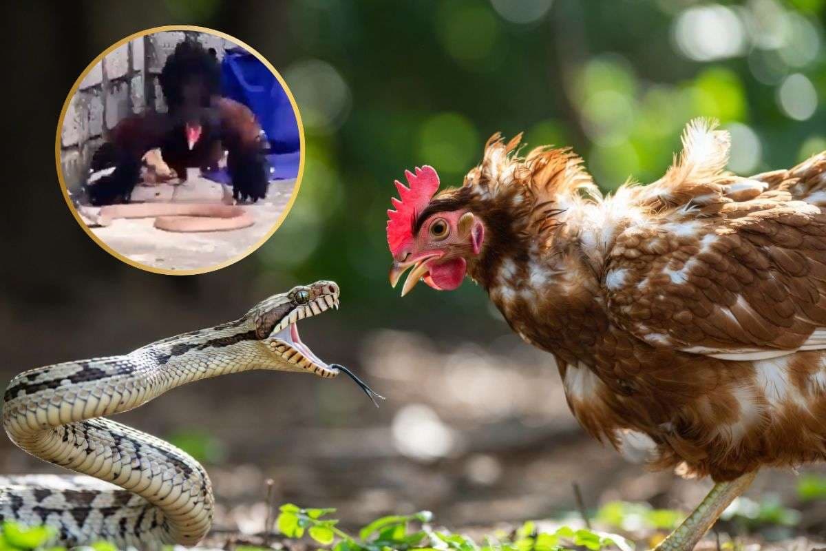 Viral Video: बच्चों को खाने आया था सांप, मुर्गी ने चोंच मार-मारकर किया अधमरा, एक मां से बड़ा योद्धा कोई नहीं