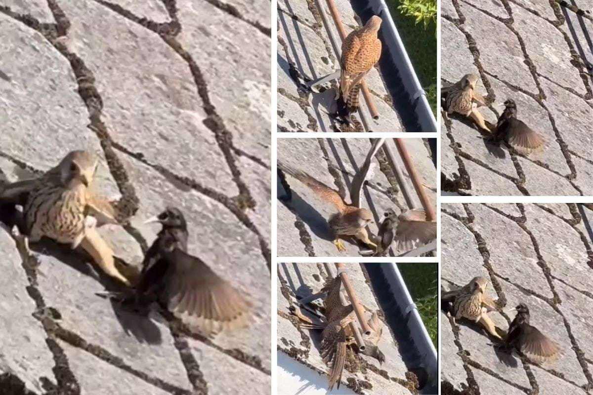 Viral Video: हाथ मलता रह गया बाज, छोटे पक्षी ने दिखाई बड़ी हिम्मत, वीडियो वायरल