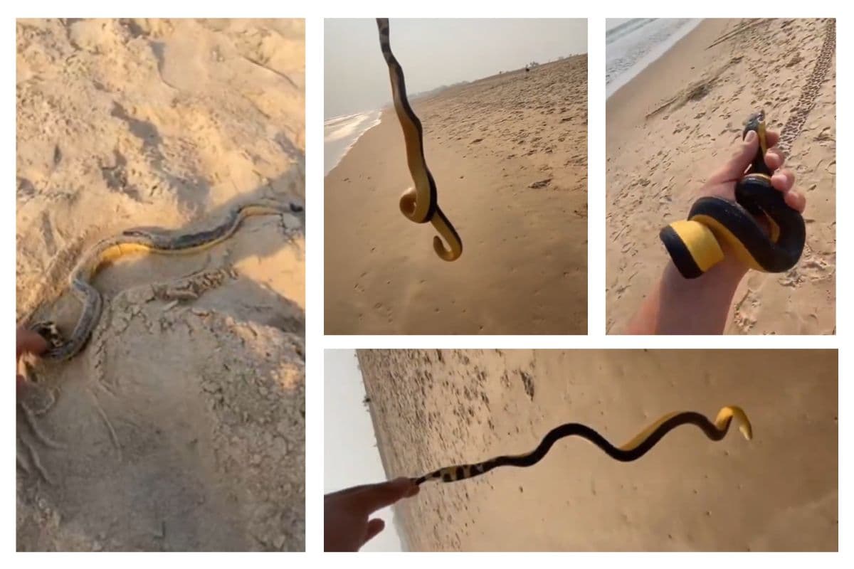 जान ले सकती थी यह लापरवाही, शख्स ने बातों-बातों में उठा लिया येलो बेली स्नेक, सच्चाई जानी तो उड़ गए होश