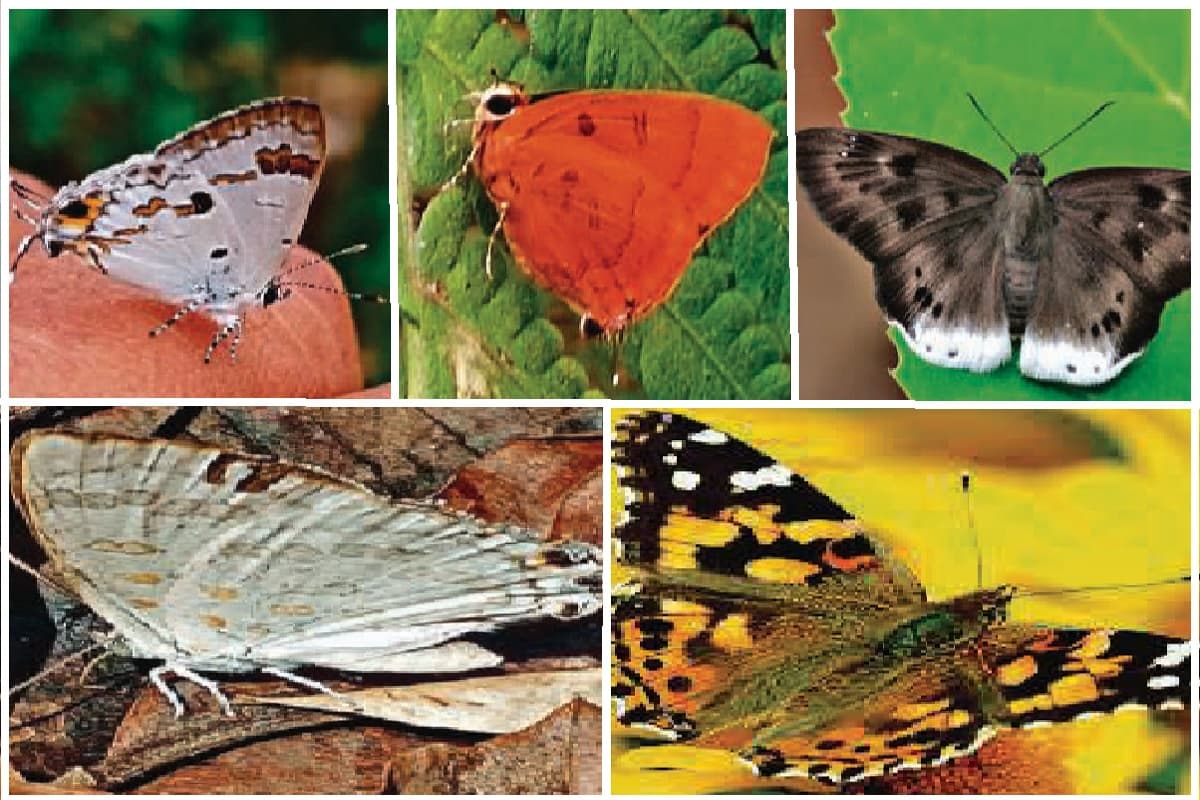 झारखंड के दलमा में मिलीं तितलियों की पांच नई प्रजातियां, जैव विविधता के लिए बड़ी उपलब्धि