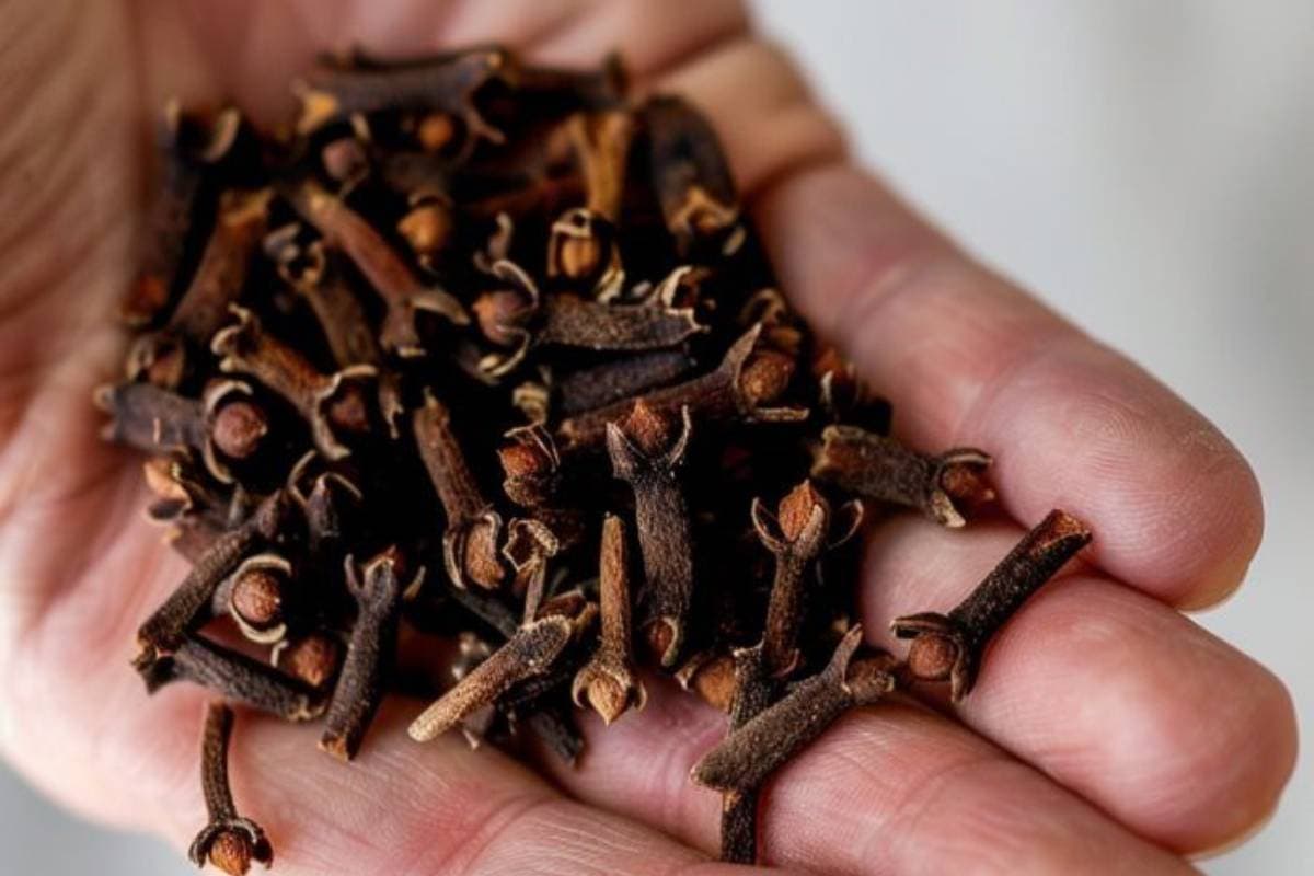 आधे से ज्यादा लोग नहीं जानते लौंग खाने का सही तरीका – क्या आपको है पता?