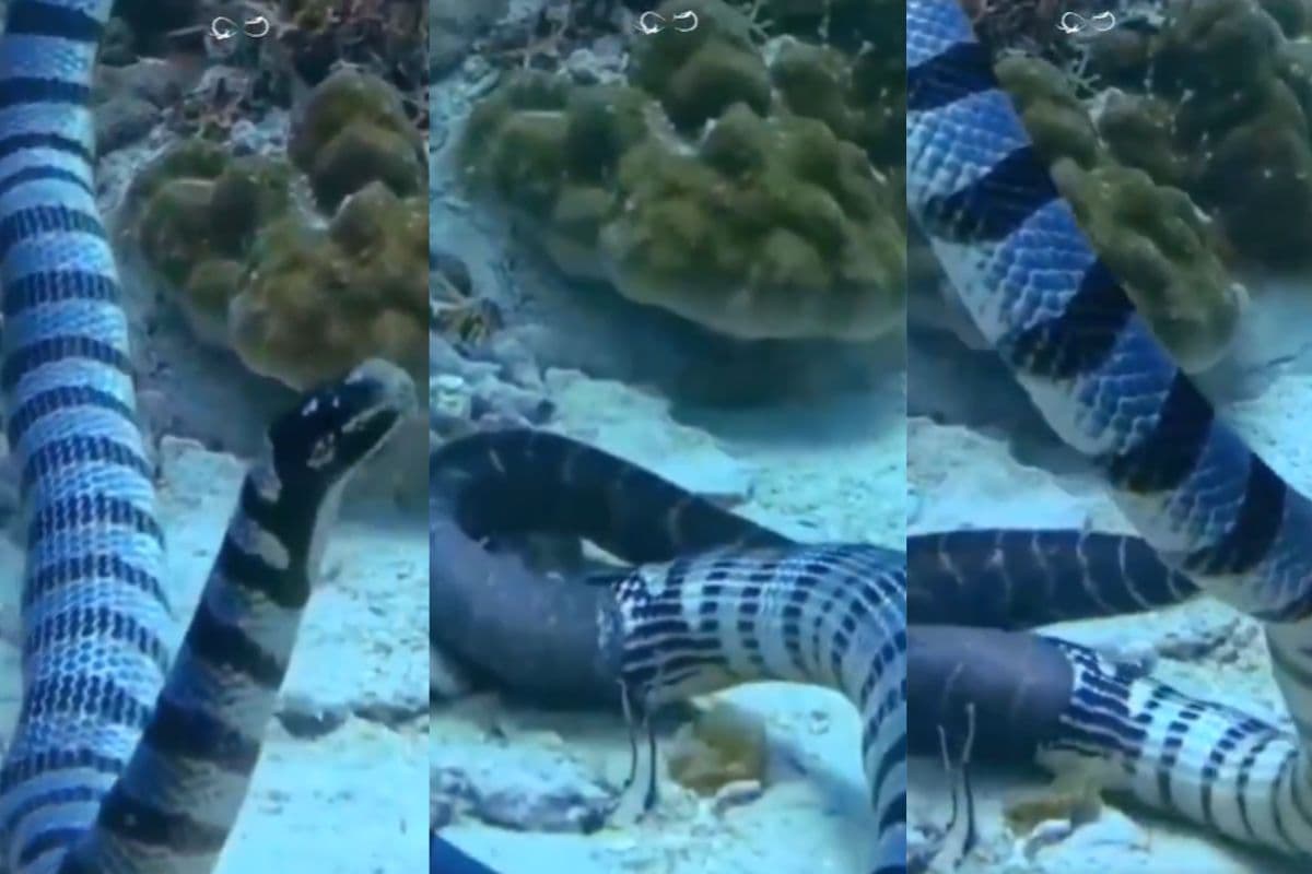 मोरे ईल मछली को निगल गया समुद्री सांप, हैरान कर देगा 2.44 मिनट का यह वायरल वीडियो