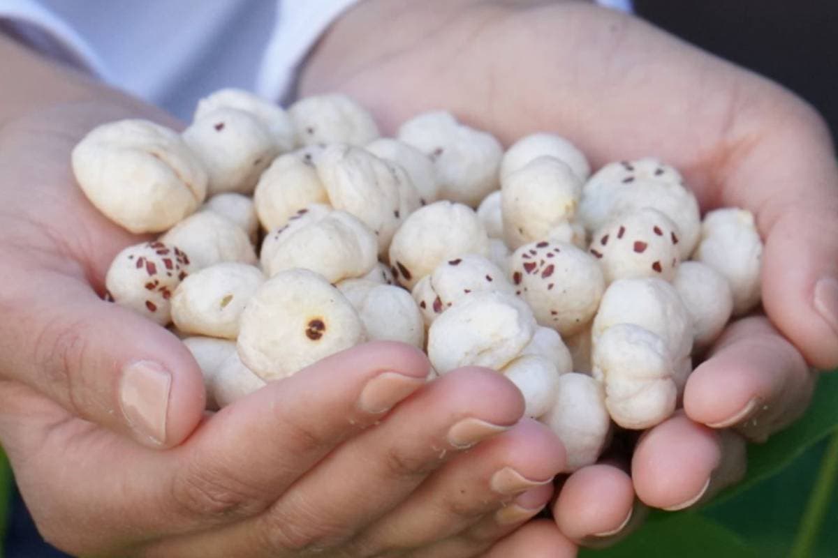 Right Way to Eat Makhana