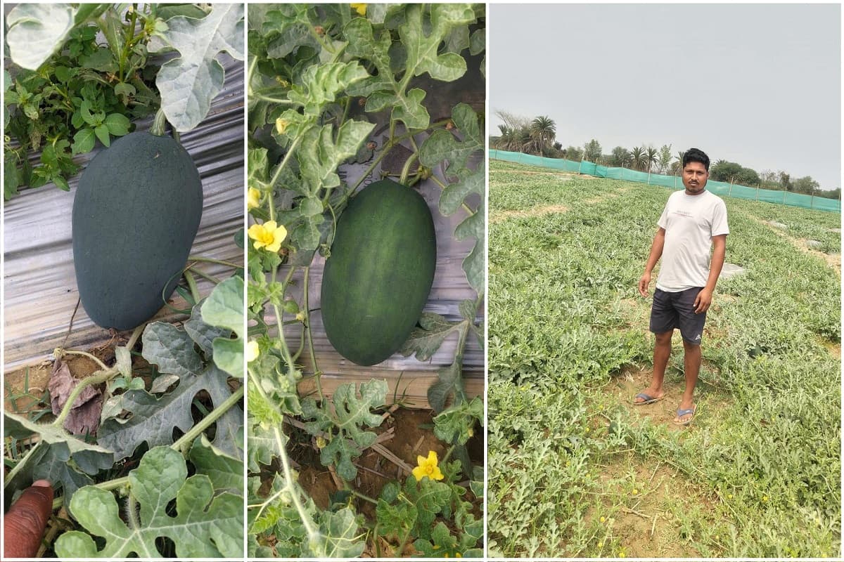झारखंड में पोटका के दो दोस्तों ने कर दिया जादू, 10 बीघे में कर दी तरबूज की खेती