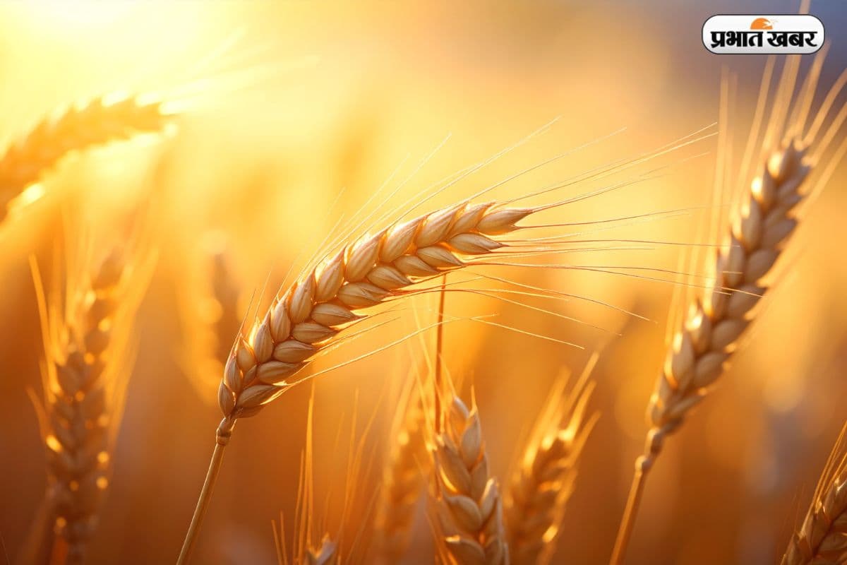 UP के किसानों की बल्ले-बल्ले, गेहूं के MSP में ₹160 की बढ़ोतरी,अब ₹2585 में बिकेगी फसल