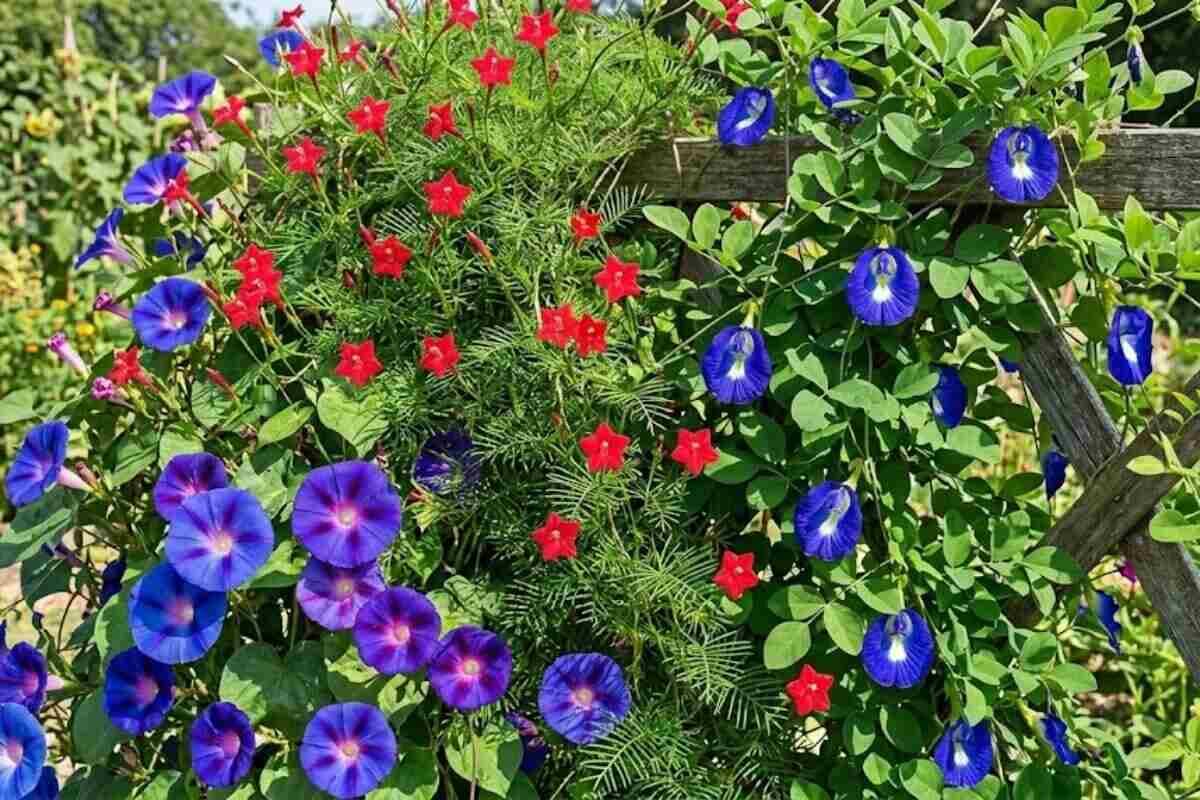 गर्मियों में गार्डन को खूबसूरत बनाने के लिए लगाएं ये फूलों की बेल, रानी अंशु ने बताया