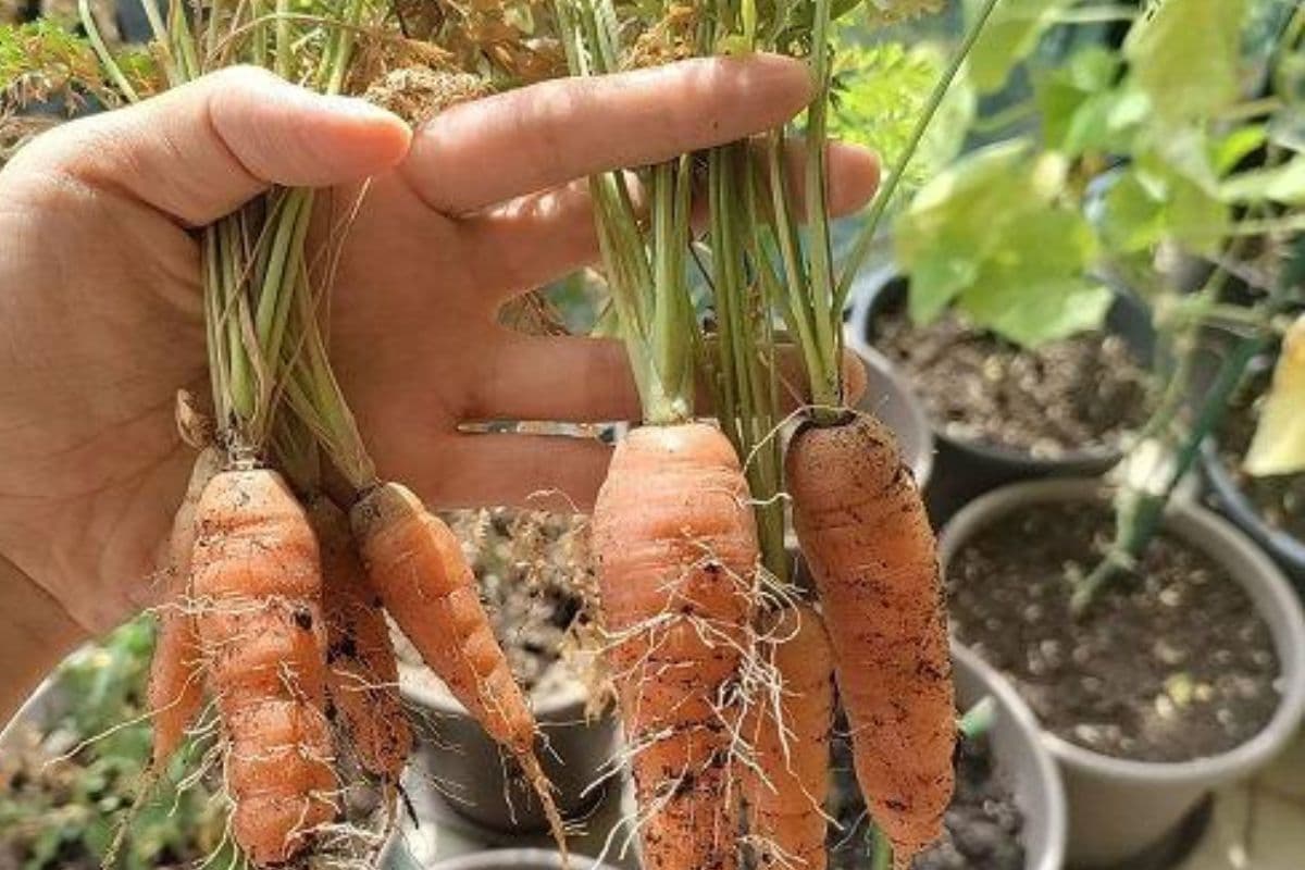 घर पर उगाएं मीठी और ताजी गाजर, बस अपनाएं ये आसान उपाय
