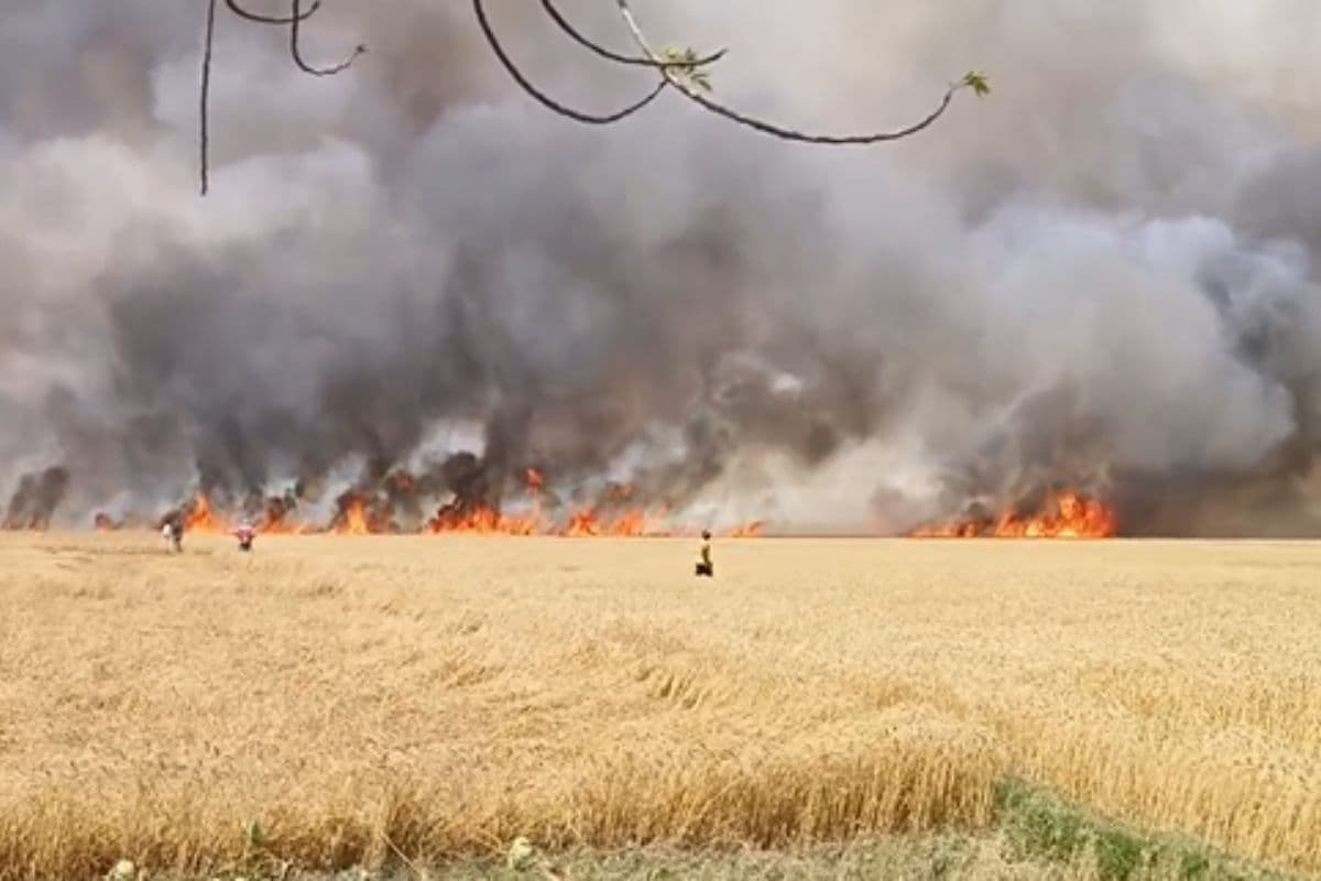 गया में भीषण आग से तबाही, 1000 बीघा गेहूं की फसल जलकर राख, किसानों की मेहनत बर्बाद