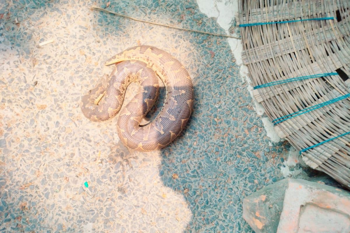 Begusarai News : छौड़ाही में हनुमान मंदिर के पास दिखा सांप; देखने उमड़ी भारी भीड़, वन विभाग को दी सूचना