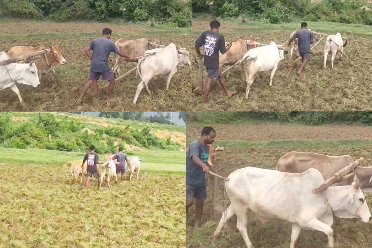 गोड्डा : पोड़ैयाहाट में रोहिणी नक्षत्र में गूंजी हल-बैल की टंकार, खेतों को संवारने में जुटे किसान