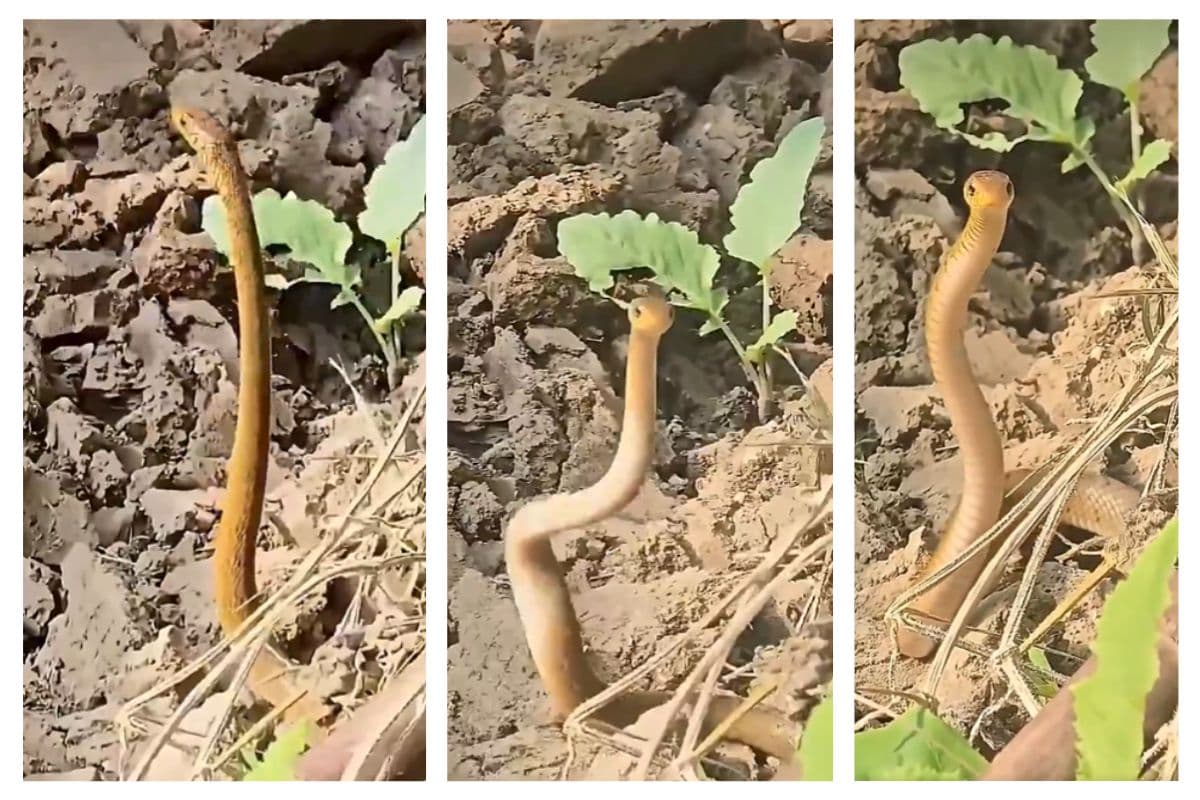 Viral Video: रैट स्नेक का ‘नागिन डांस’! इंटरनेट पर छाया वीडियो
