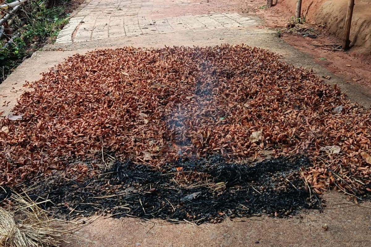 sal seeds burning