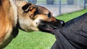 Gorakhpur News: डॉग पालने का है शौक तो नगर निगम से बनवाएं लाइसेंस, नहीं तो भरना पड़ेगा भारी जुर्माना