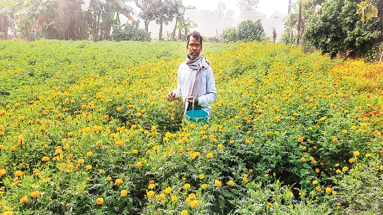 बिहार: फूलों की खेती से लाखों का मुनाफा, हर महीने होगी कमाई, जानें कैसे मिलेगा 70 फीसदी का अनुदान