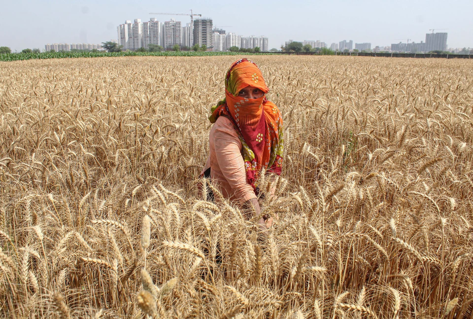 Weather Forecast Update: कब मिलेगी राहत ? दिल्ली-यूपी-बिहार में गर्मी का प्रकोप, आईएमडी ने दी चेतावनी