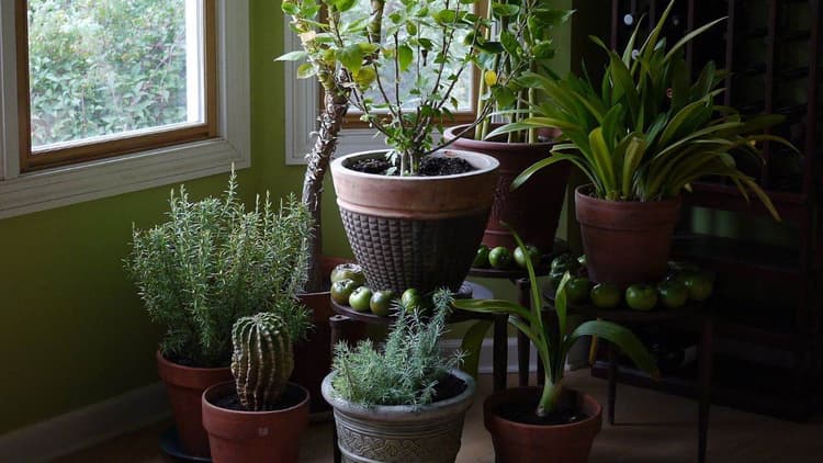 Vastu Tips for Plants: भूलकर भी घर पर न लगाएं ये पौधे, वरना शुरू हो जाएंगे बुरे दिन