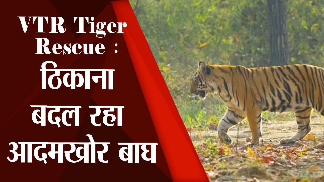 आदमखोर बाघ को देखते ही गोली मारने का आदेश, बगहा के जंगलों में अब कर चुका है 7 लोगों का शिकार