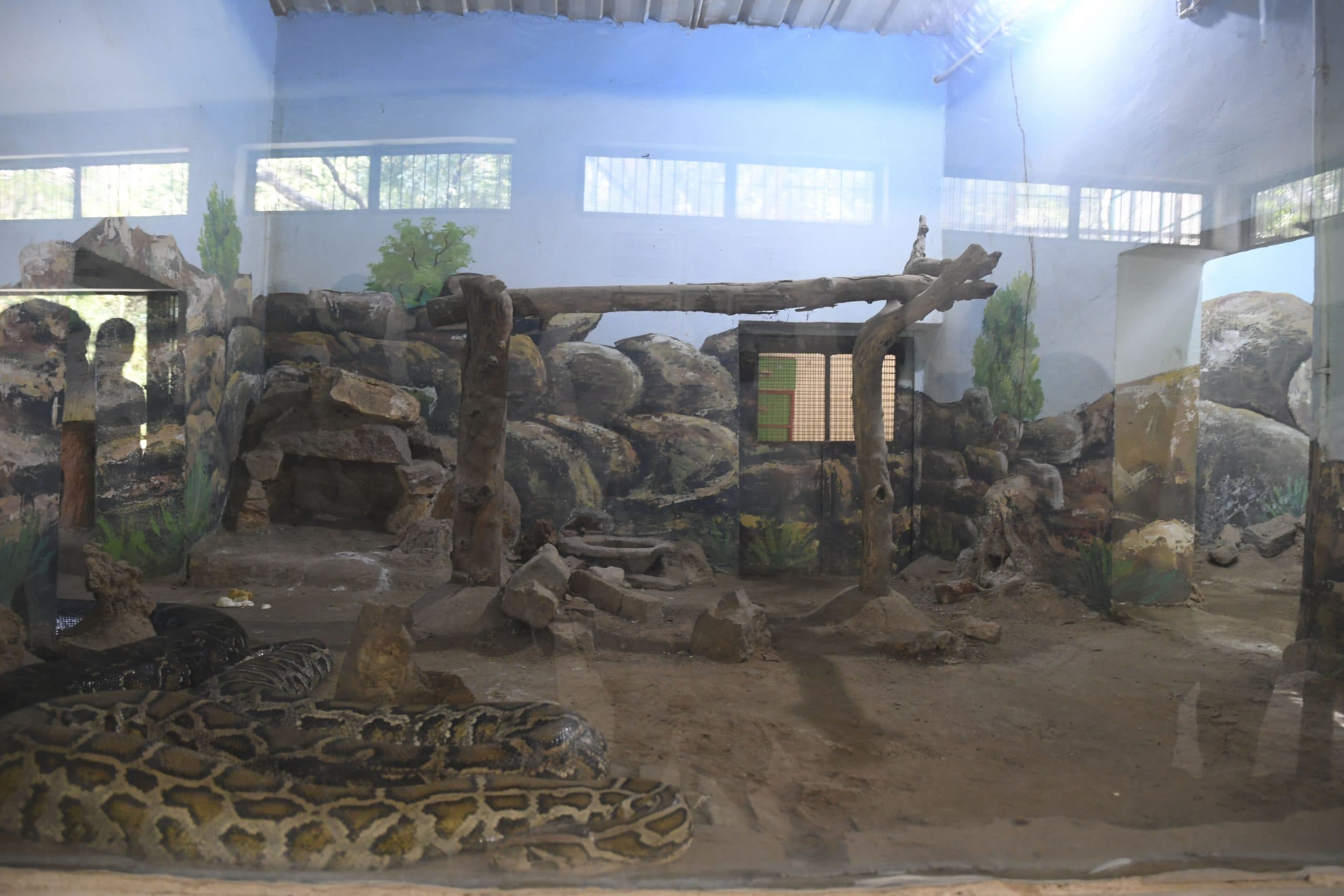 गर्मी का असर: पटना जू में सांप ले रहे एसी का सहारा, जानवरों को दिया जा रहा ग्लूकोज, मिनरल्स और मल्टीविटामिन