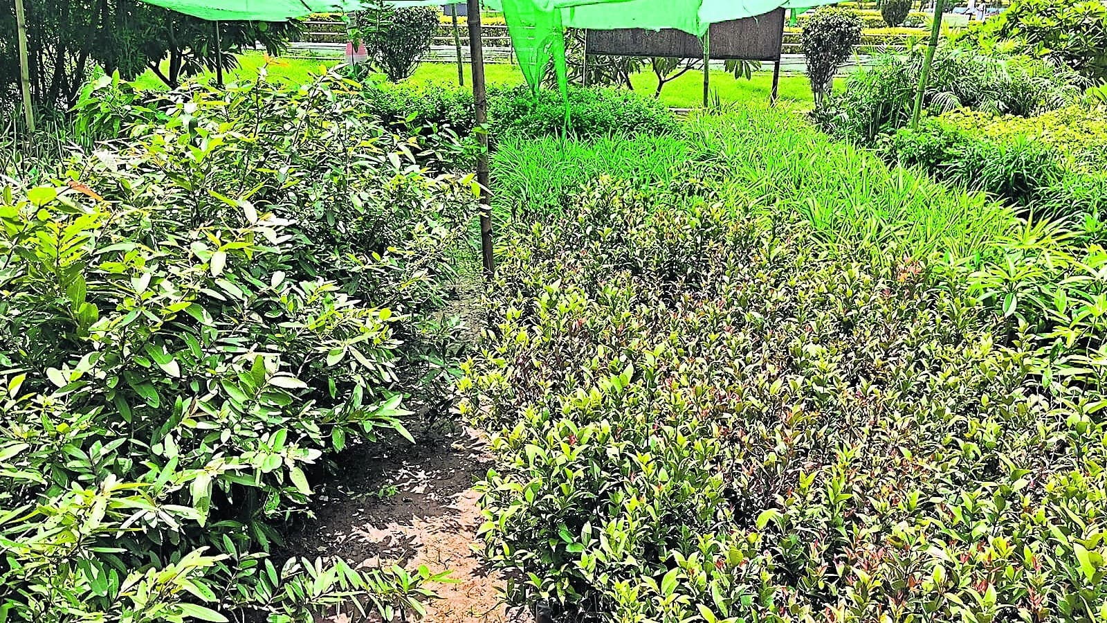 Patna Smart City: पटना में आठ जगहोंं पर बन रहा ग्रीन बेल्ट, इन जगहों पर लगाए जाएंगे 30 तरह के पौधे